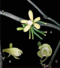 Image result for Vanilla roscheri