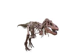 Image result for t rex