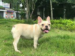 3 nên mua chó pitbull con hay pitbull trưởng thành. Cho Bull Phap Tim Hiá»ƒu Nhá»¯ng Ä'áº·c Ä'iá»ƒm Cáº§n Biáº¿t Vá» Giá»'ng Cho Bull Phap