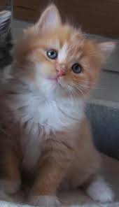 Ragamuffin Cats Ragamuffin Kittens Shrewsbury Shropshire Uk Red Tabby White Kittens Cutest Ragamuffin Kittens Ragamuffin Cat
