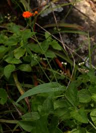 Image result for Emilia coccinea