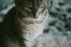 Companion animals and breast cancer. Cat Nipples How Many Do Cats Have Do Males Have Them Too