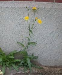 Image result for Sonchus bipontini
