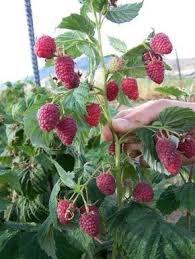 Himbeeren Im Garten Einpflanzen Richtige Sorte Und Sonniger Ort Garten Bepflanzen Garten Himbeeren Pflanzen