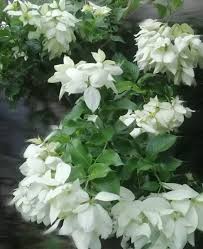 Types of false jasmine flowers. 10 Of The Most Beautiful Flowers In The Philippines Hubpages