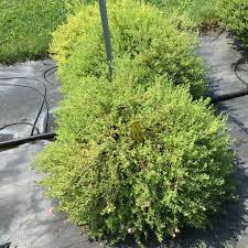 Image result for Jamesbrittenia myriantha