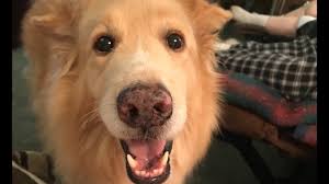 Gregory Seifert (@GASeifert0385)