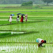Paddy Fields Assam Village Photography India Photography Village Photos