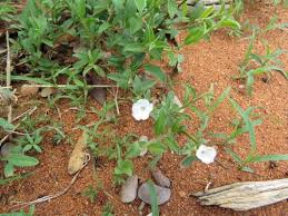 Image result for Seddera suffruticosa