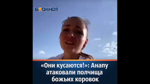 Очевидцы сообщают, что насекомые буквально атакуют людей. Rnbnl3qk Ioi7m