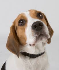 486 inman ave colonia, nj 07067 ph: Dog Cat Grooming In Beavercreek Oh Groomingdales Pet Salon Day Spa