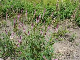 Image result for Celosia argentea