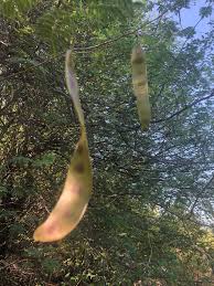 Image result for Albizia brevifolia