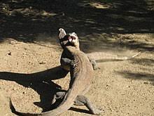 Komodo Dragon Wikipedia