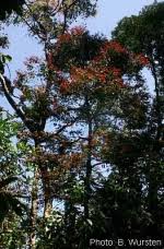 Image result for Diospyros abyssinica