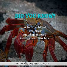 Comment Below What You Think About This Post You May Also Visit Our Website For More Detaited Info Www Did You Know Fact Of The Day Thinking Of You