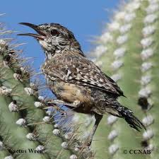 They are usually seen in pairs or family parties, strutting on the ground or hopping in. Cactus Wren Campylorhynchus Brunneicapillus North American Birds Birds Of North America
