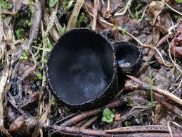 Image result for Nicolasia nitens