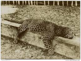 صور لاخر نمر الاطلس اسم العلمى النمر البربري Lizard Animals