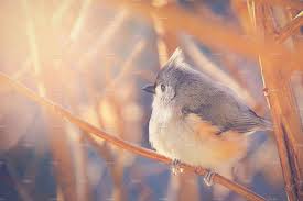 Birds With Tufted Heads Uk Tufted Titmouse Bird Titmouse Bird Titmouse Bird