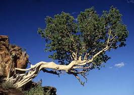 Image result for Ficus glumosa