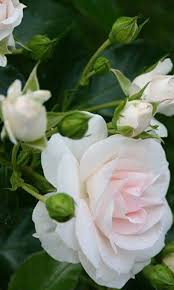 Different Types Of Beautiful Flowers Wonderful Flowers Fragrant Flowers Pretty Flowers