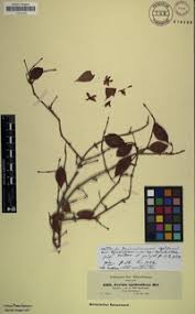 Image result for Feretia