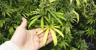 Die letzte düngergabe sollte im september mäßig erfolgen. Probleme Bei Einer Wachsenden Cannabis Pflanze Erkennen Weedseedshop