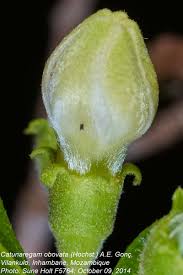 Image result for Catunaregam obovata