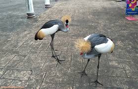 Zoo taiping & night safari negeri perak malalysia jom meriah kan lagi group lawak utara. Harga Tiket Zoo Taiping Turun Masa Sesuai Najmi Tengok Haiwan