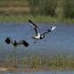 Winter Guided Walk at Carlton Marshes (ECC2816) ..... event in Lowestoft