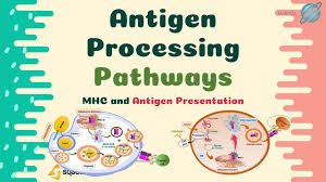 Image result for Antigen Processing