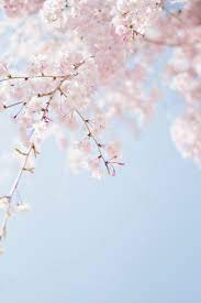 Over 40,000+ cool wallpapers to choose from. 500 Sakura Pictures Download Free Images On Unsplash
