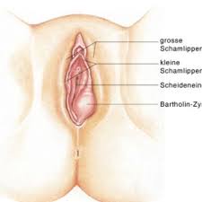 Anatomie der inneren und äußeren schamlippen. Ist Das Normal Bei Der Frau Scheide Schamlippen