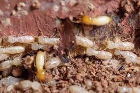 most effective way to get rid of termites