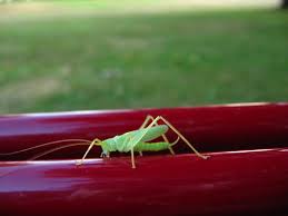 Allowing these bugs into the garden can help eliminate grasshoppers in the garden. Grasshoppers Bulwark Exterminating 2020 4 7 Stars