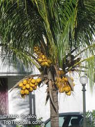 Coconut palm trees can produce up to 50 to 200 coconuts a year, pivoting on the temperature and cultural conditions. Cocos Nucifera Coconut Palm Coco Do Baia Toptropicals Com