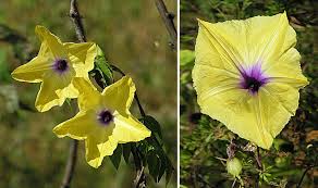 Image result for Ipomoea tuberculata