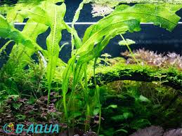 Image result for Aponogeton stuhlmannii
