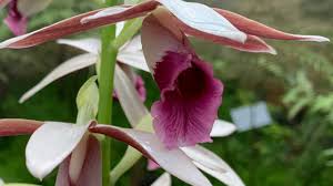 Image result for Phaius