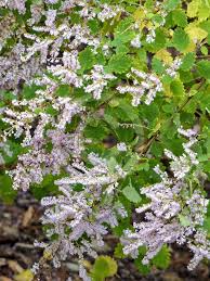 Image result for Tetradenia brevispicata