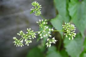 Image result for Mikania sp.