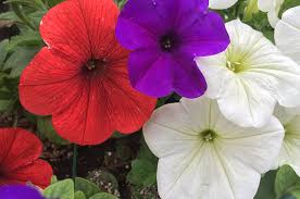 Traditionally, an emblem of peace and calm, blue can bring some serenity to your backyard. Celebrate Summer With Red White And Blue Flowers Tagawa Gardens Blog