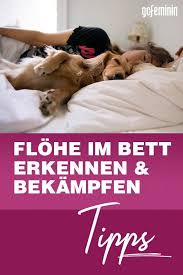 Kaum einer, der mit haustieren zusammen lebt, der nicht auch schon mal eine der typischen „flohstraßen (einige einstiche in einer reihe). Pin Auf Tipps Fur Haustier Besitzer Tiere