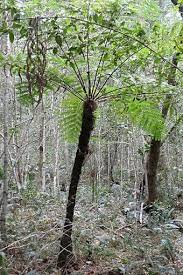 Image result for Cyathea capensis