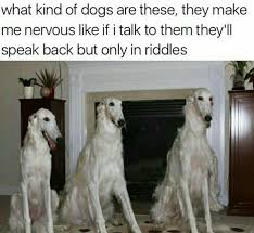 Posts must be borzoi related. Am I The Only One Who Thinks They Are Creepy Af 9gag
