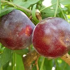 Types Of Plum Trees Best Plum Tree Varieties