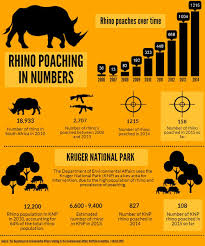 Infographic Rhino Poaching Update 2015 Rhino Poaching Rhino Infographic