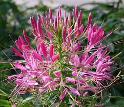 Image result for Cleome macrophylla