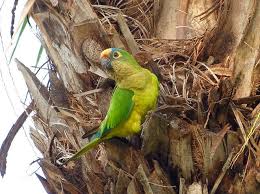 10391007354 8604a6dd5f Z Jpg 640 477 Periquitos Aves Pajaros